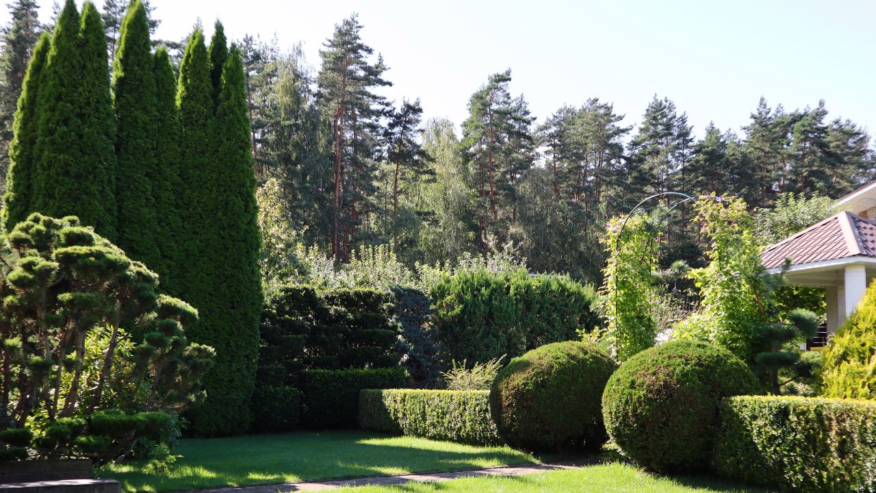 Tree & Large Shrub Trimming